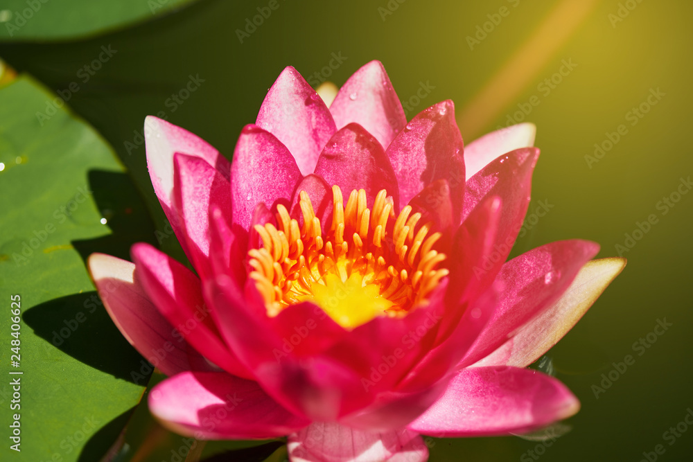 Close up pink water lily with warm sunlight in morning. Close up pink water lily with warm sunlight in morning.
