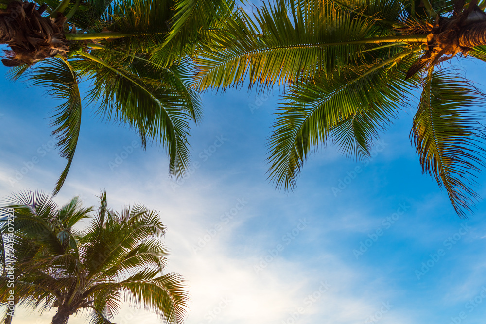 Coconut tree and blue sky background with coconut leaves, copy space for text. Coconut tree and blue sky background with coconut leaves, copy space for text.