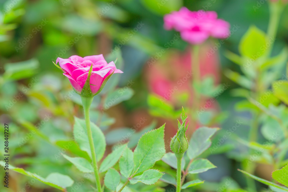 Close up of beautiful pink rose, nature background. Close up of beautiful pink rose, nature background.