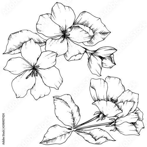 Vector Apple blossom floral botanical flower. Black and white engraved ink art. Isolated flowers illustration element.