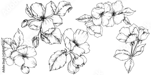 Vector Apple blossom floral botanical flower. Black and white engraved ink art. Isolated flowers illustration element.