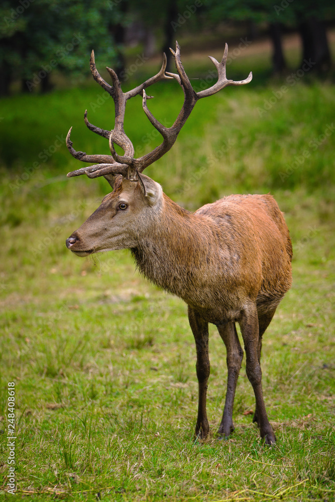 deer on meadow standing and watching antlers