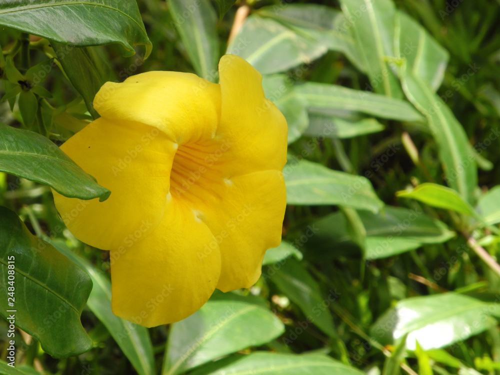 Yellow tropical flower on a background of green leaves, Kerala Kochi Yellow tropical flower on a background of green leaves, Kerala Kochi