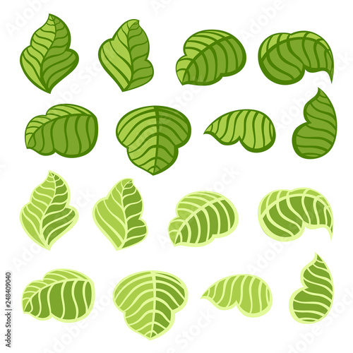 Green rose leaves collection. Leaf icon set. Dark green and light green color. Flat vector illustration isolated on white background. Leaves from different angles