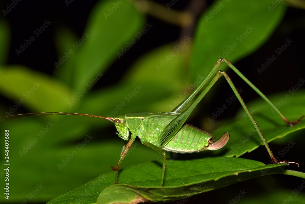 A young green Bush Katydid nymph that is still in the process of growing its wings. It is sitting in a clump of leafy weeds at night. A young green Bush Katydid nymph that is still in the process of growing its wings. It is sitting in a clump of leafy weeds at night.