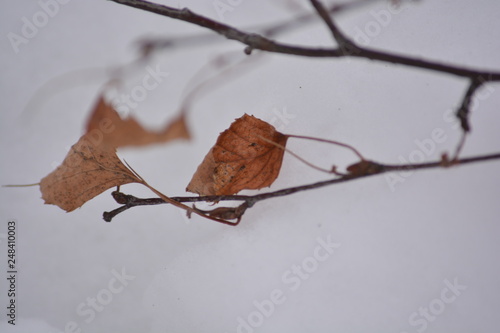 frozen leaf in the snow