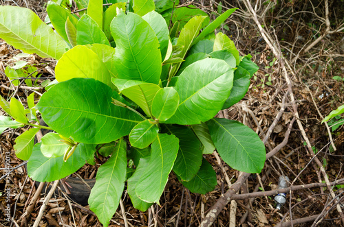 Leaves Of The Terminalia Catappa Tree