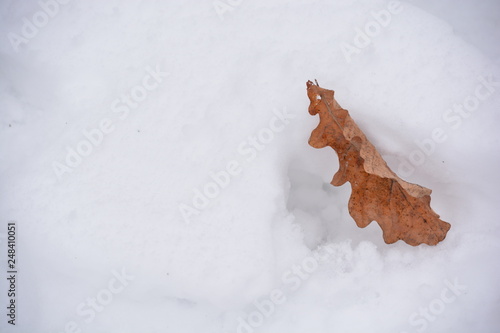 leaf on snow