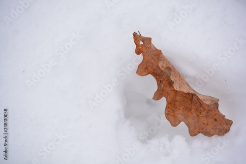 autumn leaf on the snow