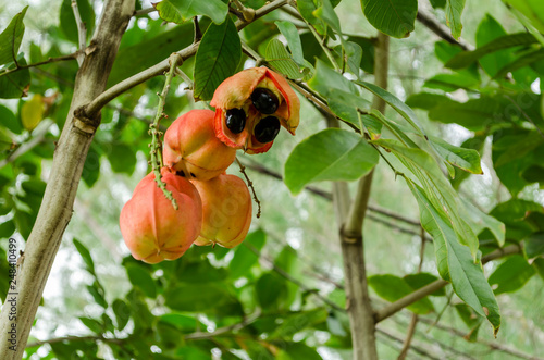 Ackee On Branch