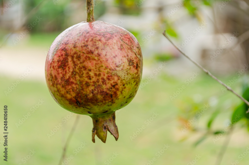 Isolated Pomegranate Isolated Pomegranate