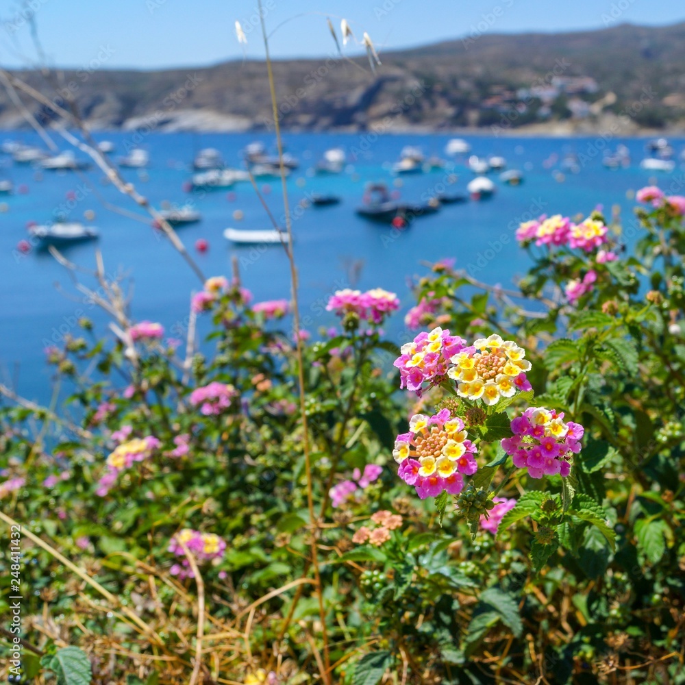 Obraz premium flowers in the bay