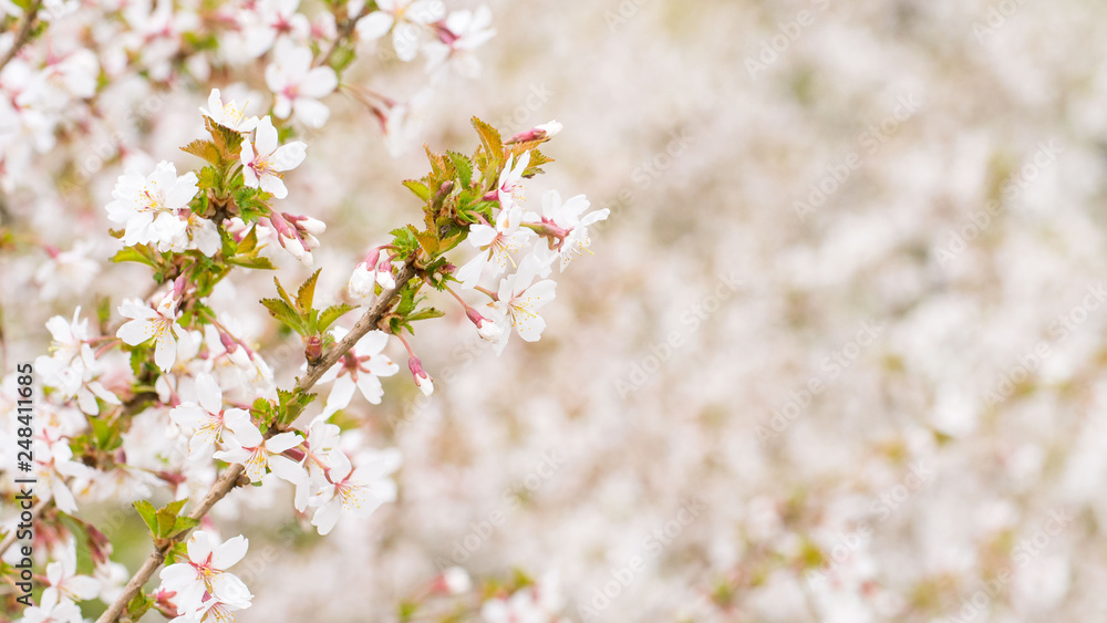 Branch with blossoms Sakura. Abundant flowering bushes with pink buds cherry blossoms in the spring. Prunus incisa. Long width banner Branch with blossoms Sakura. Abundant flowering bushes with pink buds cherry blossoms in the spring. Prunus incisa. Long width banner