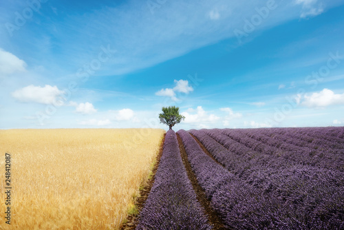 Lavender and wheat field with tree