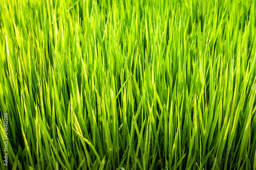 Rice seedlings in the fields