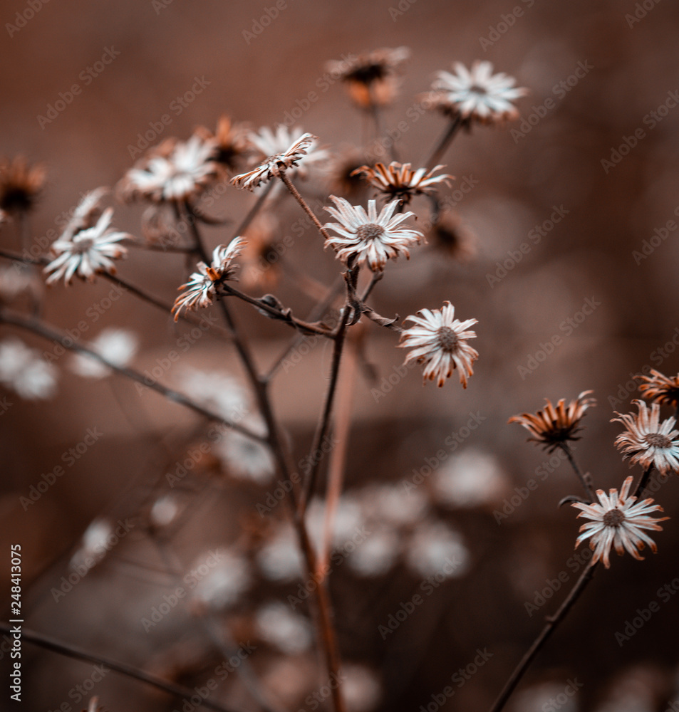 Herbstblume Herbstblume