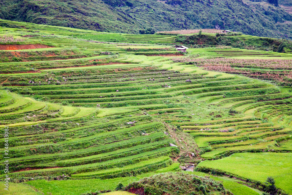 bright green rice fields during summer around Cat Cat village, Sa Pa, Lao Cai, Vietnam bright green rice fields during summer around Cat Cat village, Sa Pa, Lao Cai, Vietnam