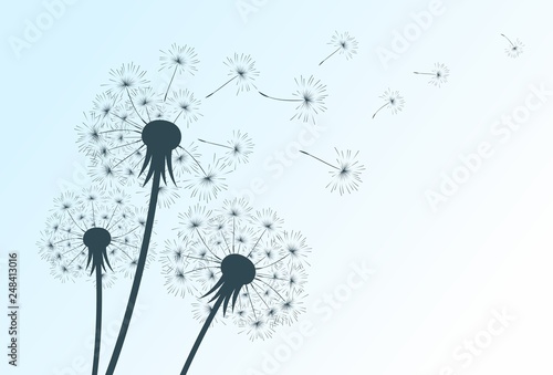 Drawing of flowers of field dandelion