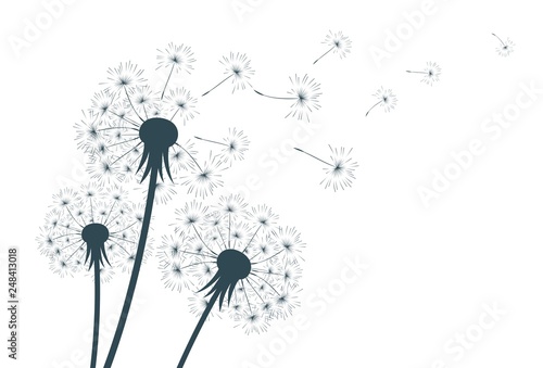 Flower of field dandelion