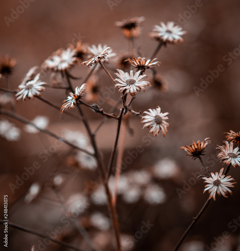 Herbstblume