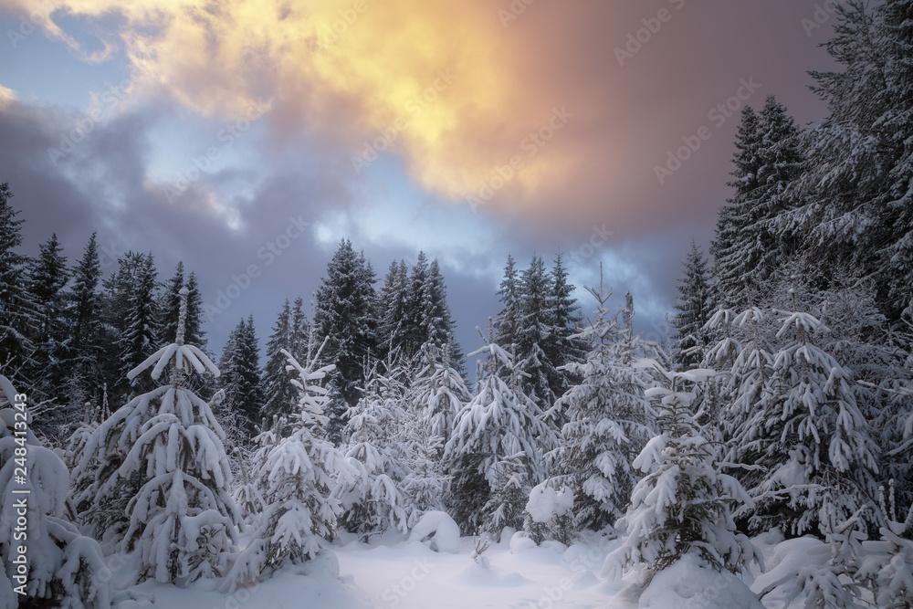 winter forest covered with snow at sunset