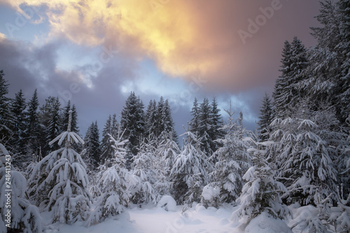 winter forest covered with snow at sunset