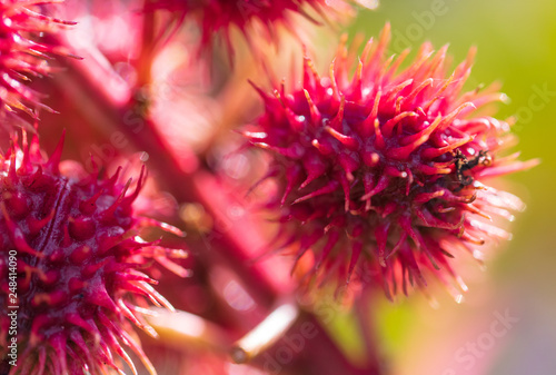 Red prickly fruits on the plant