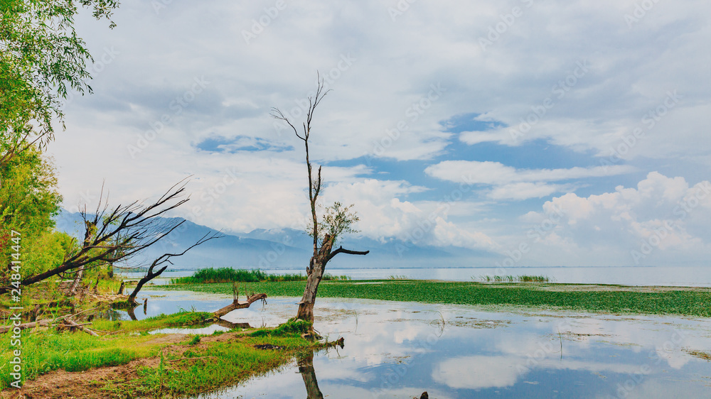 Trees and water plants in Lake Erhai, with mountains covered in clouds in the distance, in Dali, Yunnan, China Trees and water plants in Lake Erhai, with mountains covered in clouds in the distance, in Dali, Yunnan, China