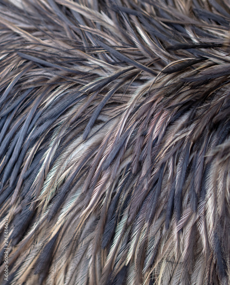 Fototapeta premium Ostrich feathers as an abstract background