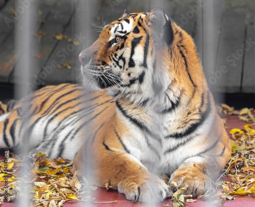 Fototapeta Naklejka Na Ścianę i Meble -  Portrait of a tiger behind a fence at the zoo