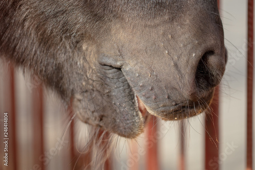 The nose of a black horse in the park