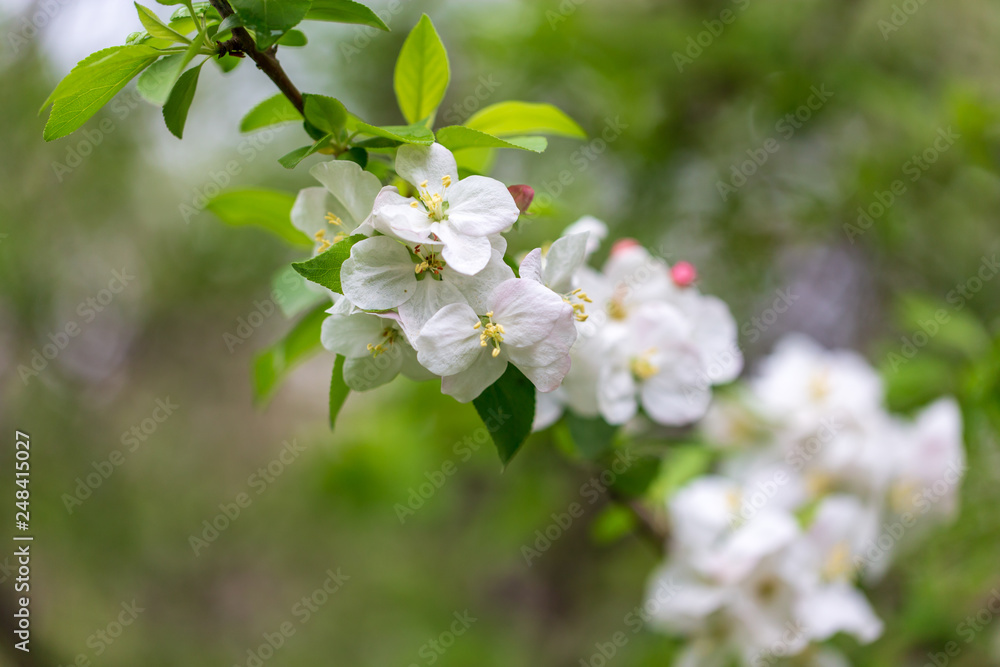 Flowers on the branches of apple trees in spring Flowers on the branches of apple trees in spring