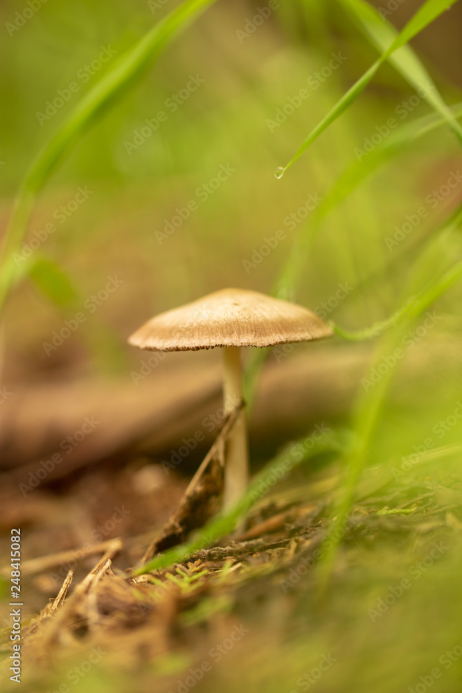 Inedible mushroom in the forest Inedible mushroom in the forest