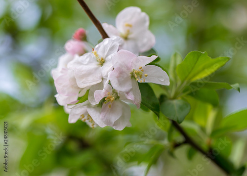 Fototapeta Naklejka Na Ścianę i Meble -  Flowers on the branches of apple trees in spring