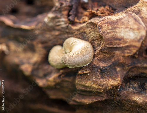 Mushroom mushrooms grow on a tree © schankz
