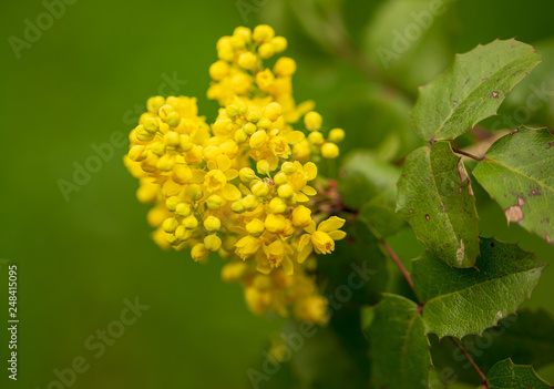 Beautiful yellow flowers in nature