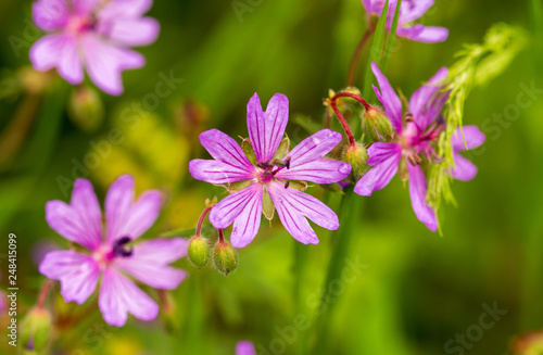 Beautiful purple flowers in nature