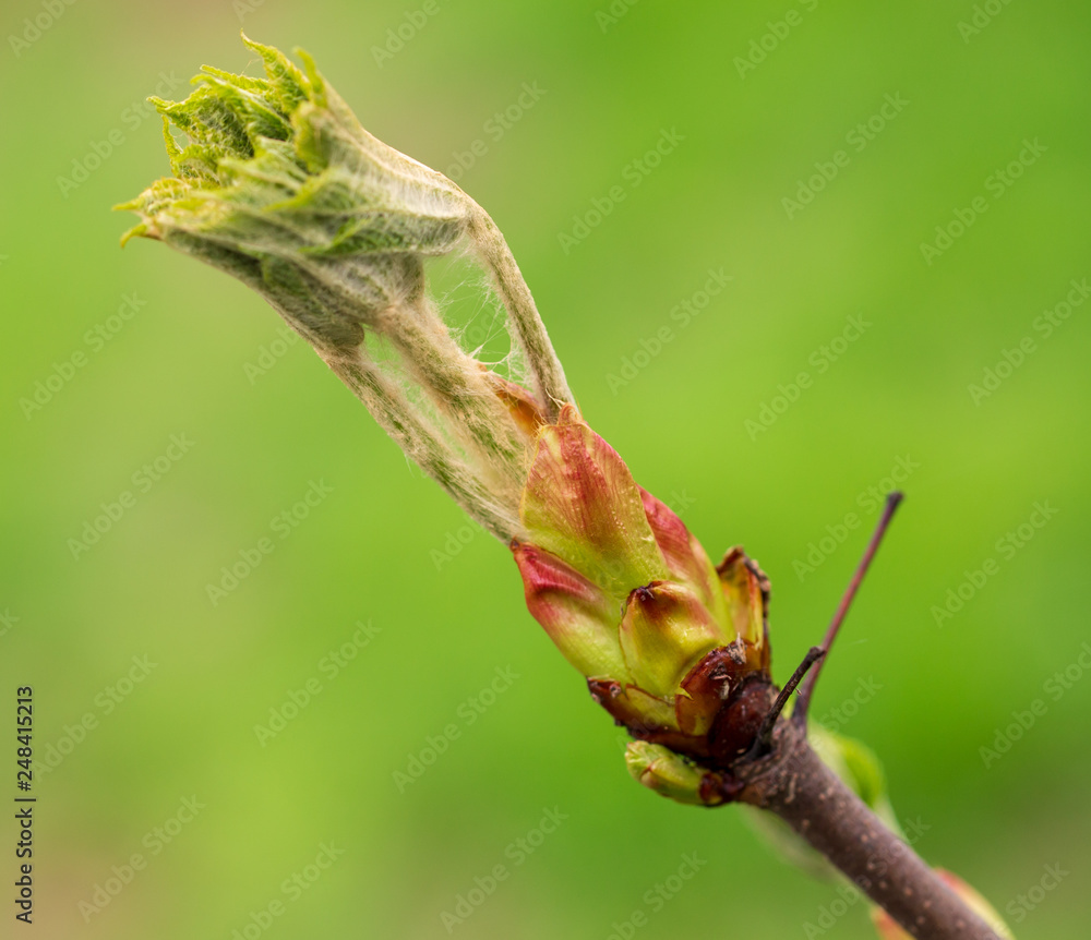 Revealed bud on chestnut branch in spring Revealed bud on chestnut branch in spring