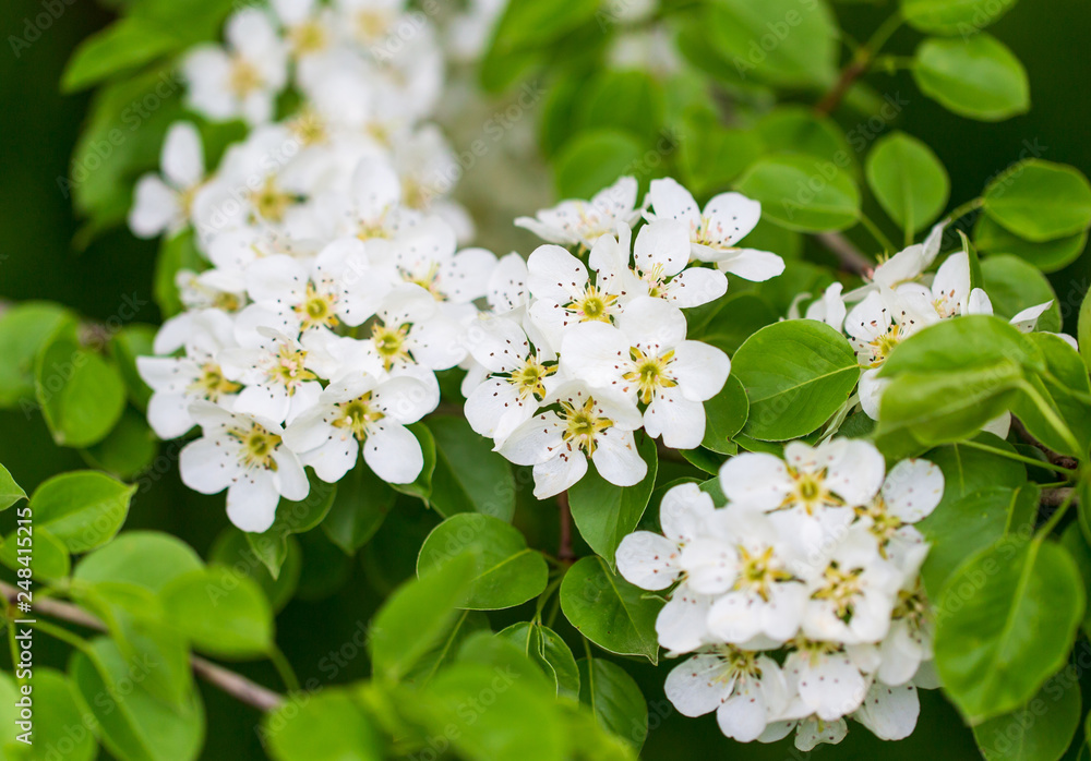 Flowers on pear branches in spring Flowers on pear branches in spring