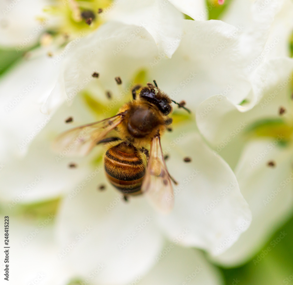 Bee on a white flower on a tree in spring Bee on a white flower on a tree in spring