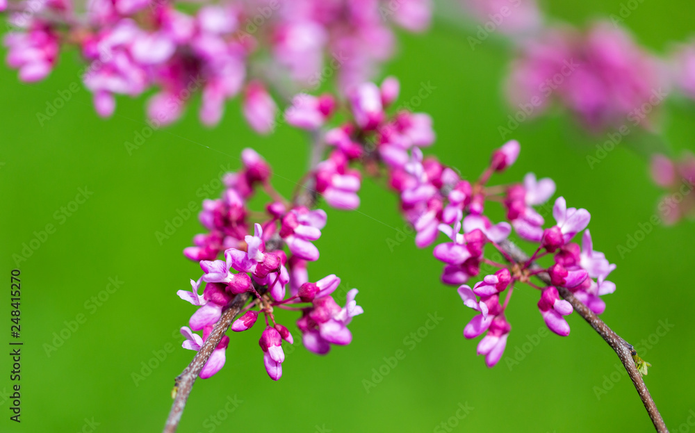 Beautiful purple flowers on a tree in spring Beautiful purple flowers on a tree in spring