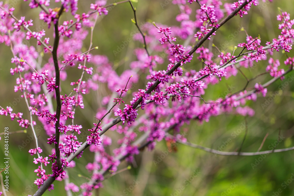 Beautiful purple flowers on a tree in spring Beautiful purple flowers on a tree in spring