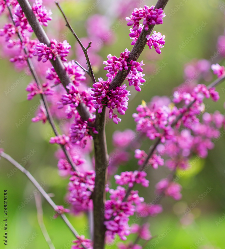 Beautiful purple flowers on a tree in spring Beautiful purple flowers on a tree in spring