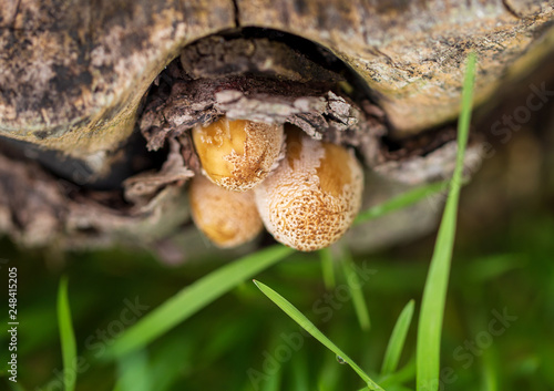 Mushroom mushrooms grow on a tree