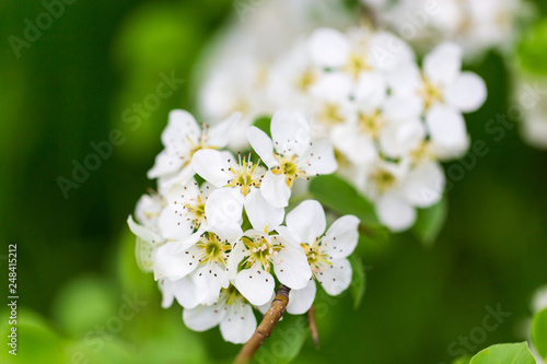 Flowers on pear branches in spring