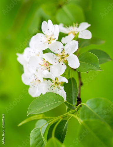 Flowers on pear branches in spring