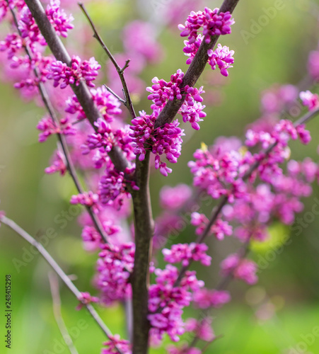 Beautiful purple flowers on a tree in spring