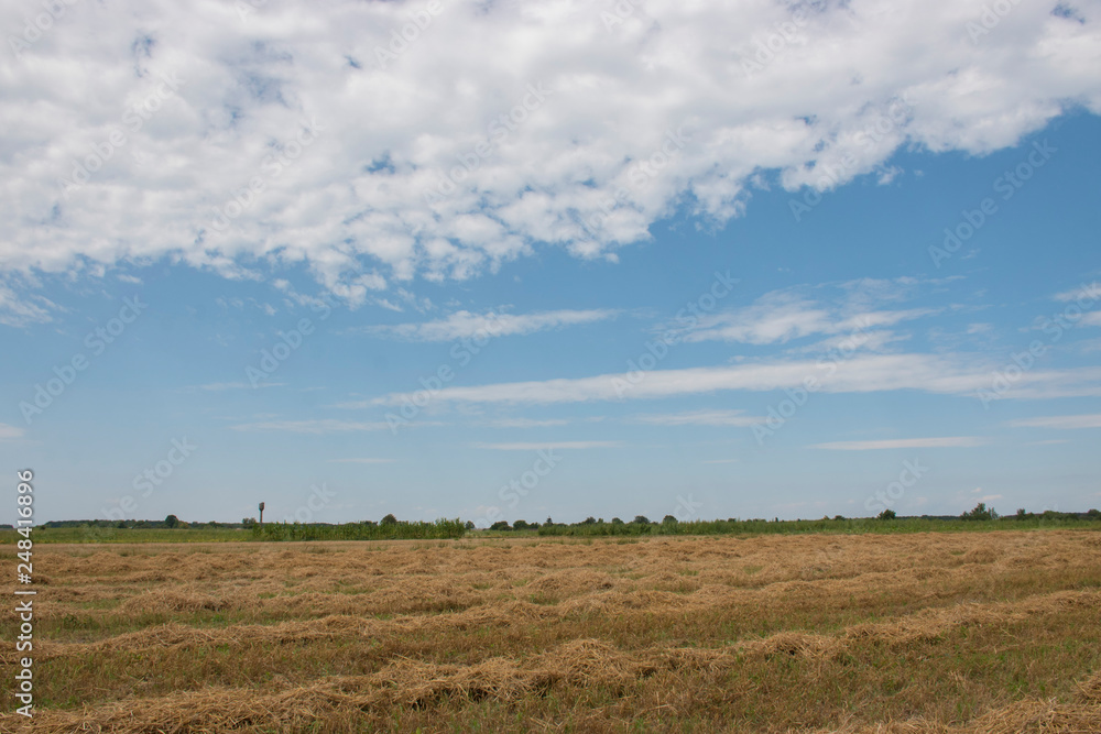 field and blue sky in Ukraine
