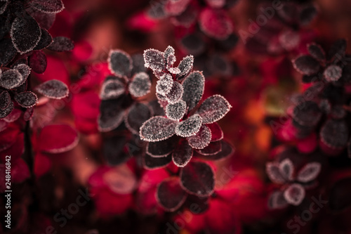 Winterblumen