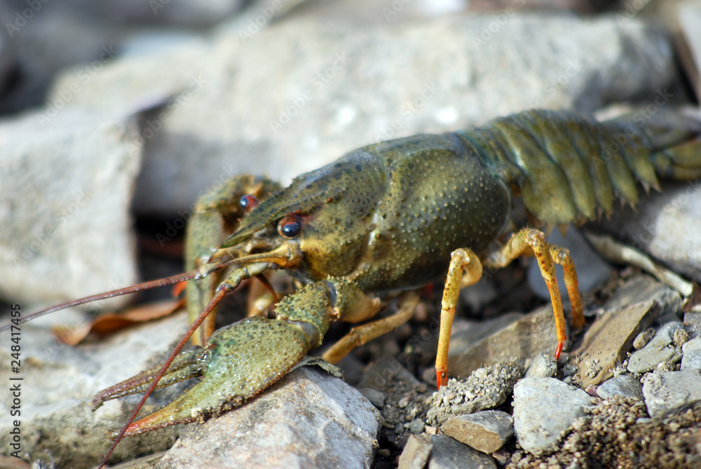 crayfish making their way to the water crayfish making their way to the water